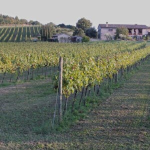 Vineyard and House